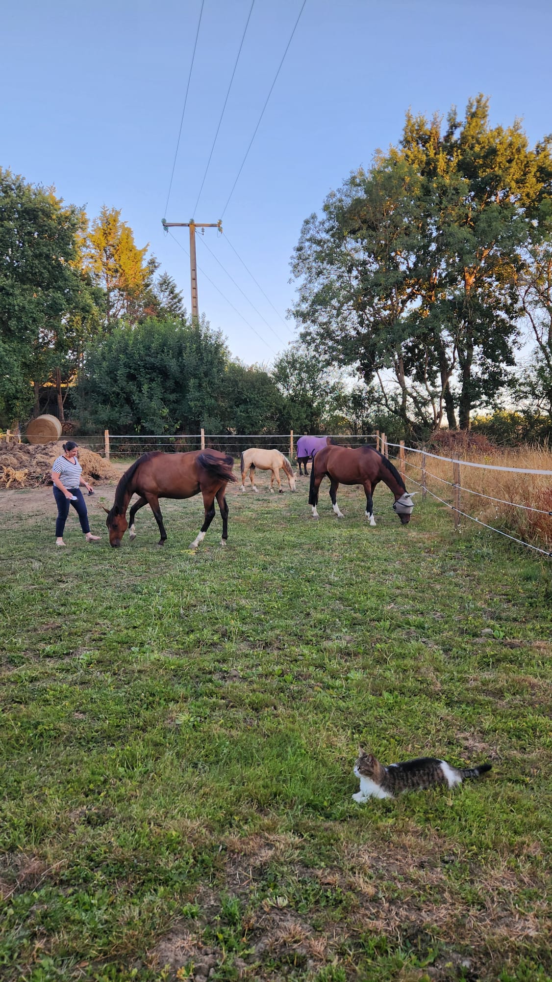 Chevaux de l'écurie en troupeau